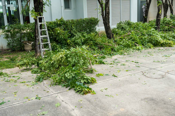 Best Hazardous Tree Removal  in Kitty Hawk, NC